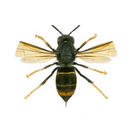 Avispas y abejas