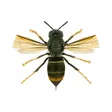 Avispa