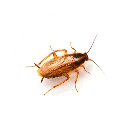 Cucarachas