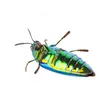Carcoma y escarabajos de la madera