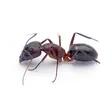 Hormiga carpintera