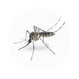 Mosquitos