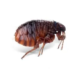 Pulgas y garrapatas